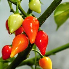 Tombul Etli Biberiye Fidesi (5 Adet)