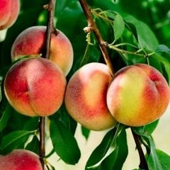 Tüplü Aşılı Erken Hasat Flored Şeftali Fidanı