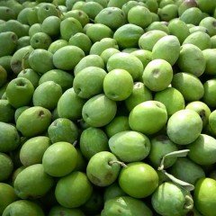 İri Taneli Kırmalık Tüplü Aşılı Çekişte Zeytin Fidanı