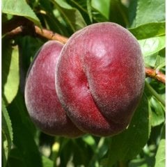 Tüplü Aşılı Koyu Kırmızı Royal Gem Şeftali Fidanı