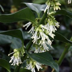 Kışın Çiçek Açan Nadir Parfüm Kutusu Sarcococca Fidesi (10 adet)