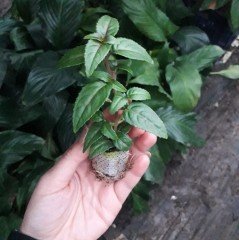 Kışın Çiçek Açan Nadir Parfüm Kutusu Sarcococca Fidesi (3 adet)