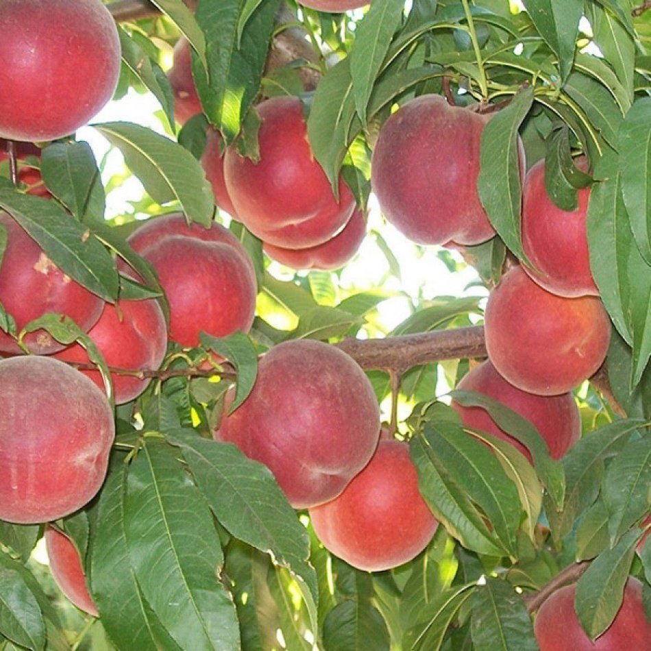 Tüplü Aşılı Sert Dokulu Francoise Şeftali Fidanı
