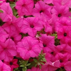Potunia Piccola  Cobalt Hot Pembe Çiçekli Petunya Fidesi (3 adet)