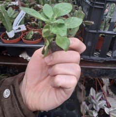 Potunia Piccola Cobalt Mavi Çiçekli Petunya Fidesi (3 adet)