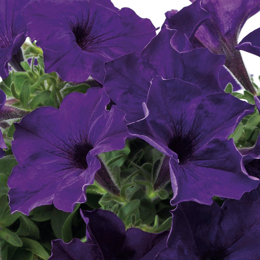 Potunia Piccola Cobalt Mavi Çiçekli Petunya Fidesi (3 adet)