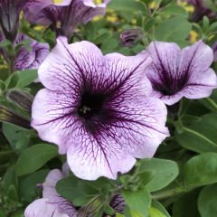 Potunia Piccola  Blue Eyes Çiçekli Petunya Fidesi(3 adet)