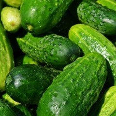 Bol Dökümlü Turşuluk Sofralık Kornişon Hıyar Salatalık Fidesi (5 Adet)