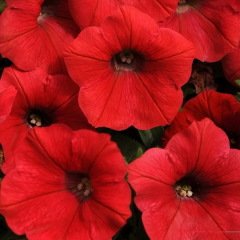 Potunia  Dark Red Çiçekli Petunya Fidesi(2 adet)