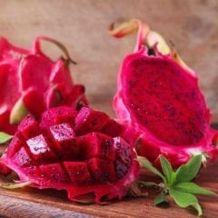 Tüplü Kırmızı Pitaya (Ejder) Meyvesi Fidanı
