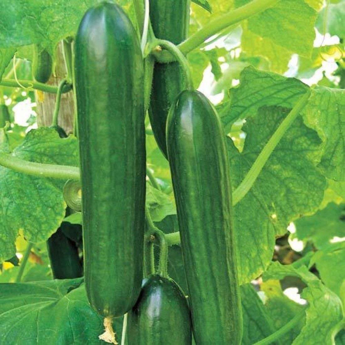 Kokulu Alpha Leziz Hıyar Salatalık Fidesi (5 Adet)