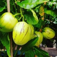 Tüplü Salkım Tropikal Pepino Fidanı