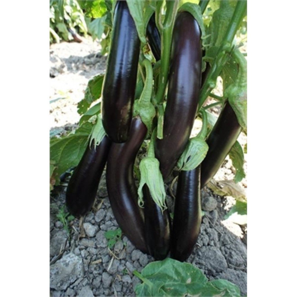 Standart Aydın Siyahı Patlıcan Fidesi (5 adet)