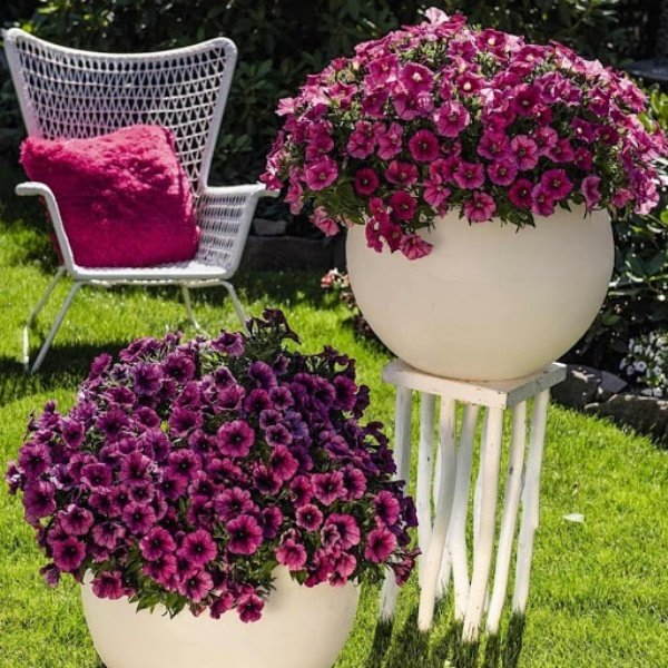 Sweetunia Purple Gem Çiçekli  Petunya Fidesi (3 adet)
