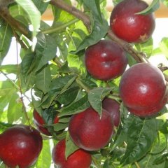 Tüplü Aşılı Erkenci May Glo Nektarin Fidanı