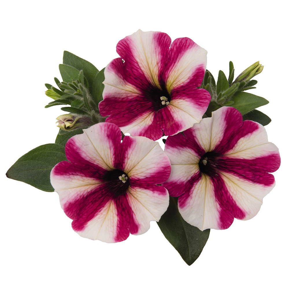 Sweetunia Hot Pink Çiçekli Petunya Fidesi (3 adet)