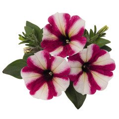 Sweetunia Hot Pink Çiçekli Petunya Fidesi (3 adet)