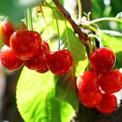 Tüplü Aşılı Kendine Verimli Lapins Kiraz Fidanı