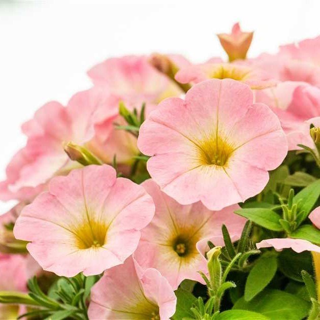 Sweetunia Baby Pink Pembe Çiçekli Petunya Fidesi (3 adet)