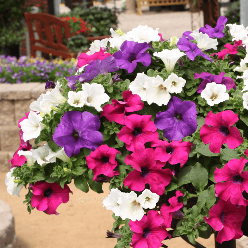 Potunia Plus Serisi Mixed Çiçekli Petunya Fidesi (10 adet)
