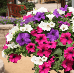 Potunia Plus Serisi Mixed Çiçekli Petunya Fidesi (10 adet)