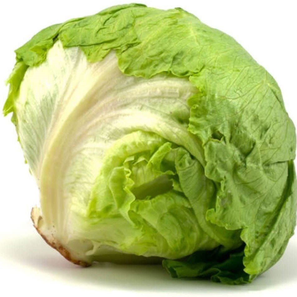 Iceberg Marul Fidesi (5 Adet)