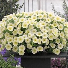 Potunia Plus Sarı Çiçekli Petunya Fidesi (3 adet)