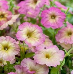Potunia Plus Serisi Pink Petunya Çiçeği Fidesi (3 adet)