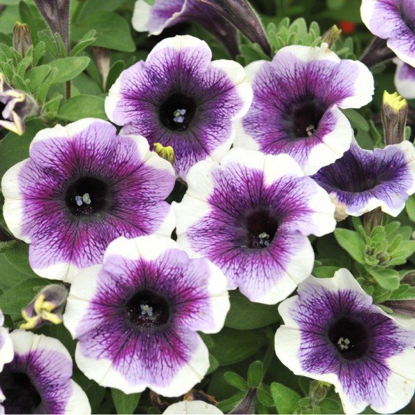Potunia Plus Mor Halo Petunya Fidesi(3 adet)