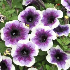 Potunia Plus Mor Halo Petunya Fidesi(3 adet)