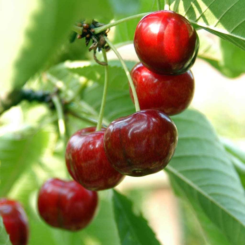 Tüplü Aşılı Verimli Gevrek Sulu Van Kirazı Fidanı