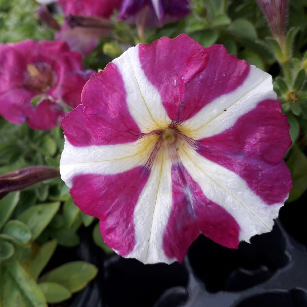 Potunia Plus Magenta Star Petunya Çiçeği Fidesi (3 adet)