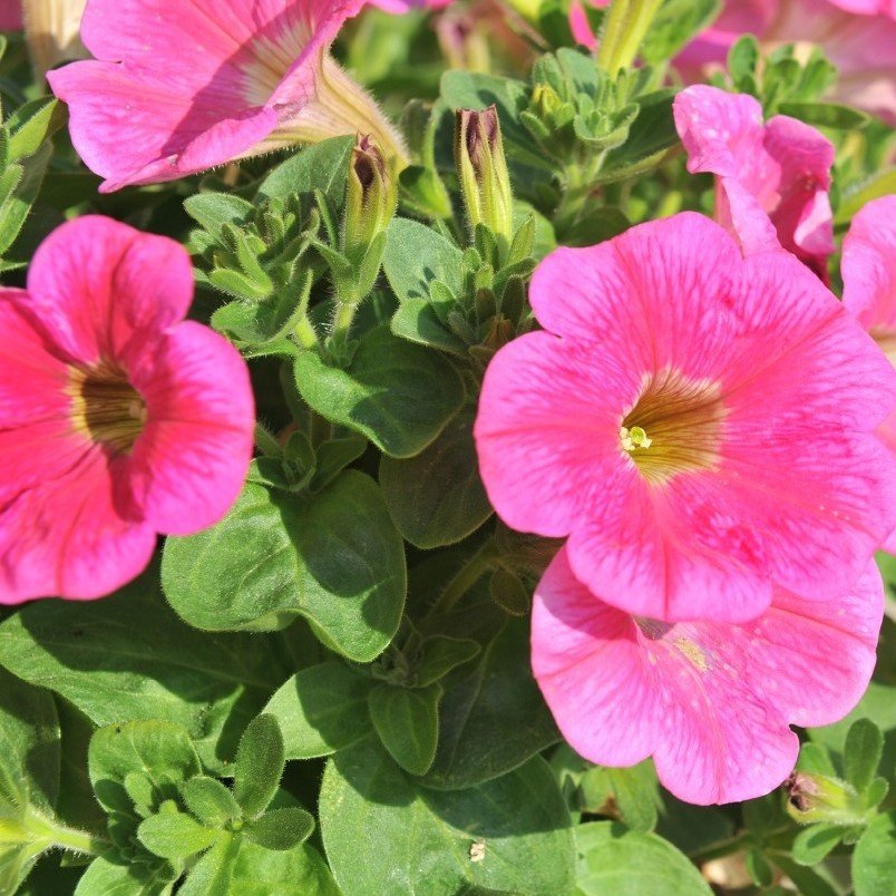 Potunia Plus Hot Pink Çiçekli Petunya Fidesi (3 adet)