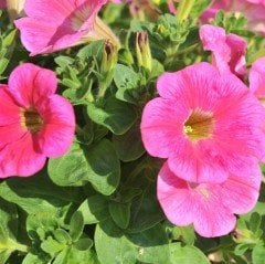 Potunia Plus Hot Pink Çiçekli Petunya Fidesi (3 adet)