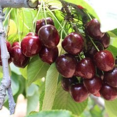 Tüplü Aşılı İri Meyveli Verimli Kordia (Cordia) Kiraz Fidanı
