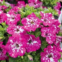 Suprise Sparkling Magenta Petunya Fidesi (3 adet)