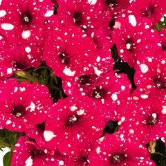 Suprise Sparkling Burgundy Petunya Fidesi (3 adet)