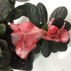 Double Love Çift İri Çiçekli Açelya Çiçeği Fidanı