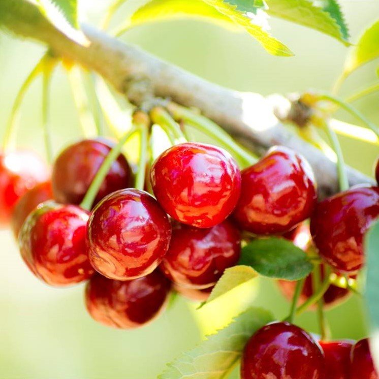 Tüplü Aşılı Özel Çeşit Aromatik Noir De Guben Kiraz Fidanı