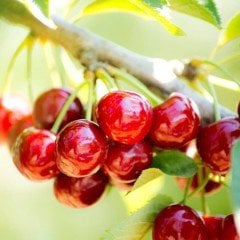 Tüplü Aşılı Özel Çeşit Aromatik Noir De Guben Kiraz Fidanı