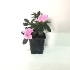 Sultana Pembe Renkli Açelya Çiçeği Fidanı
