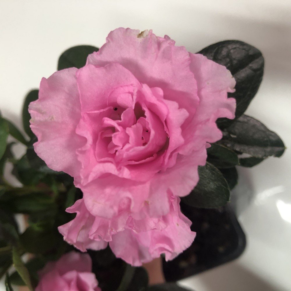 Sultana Pembe Renkli Açelya Çiçeği Fidanı