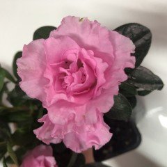 Sultana Pembe Renkli Açelya Çiçeği Fidanı