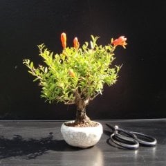 Tüplü Aşılı Bonsai Cüce Süs Narı Fidanı