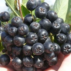 Tüplü Rus Yaban Mersini Amit Aronya (Aronia) Chokoberry Fidanı