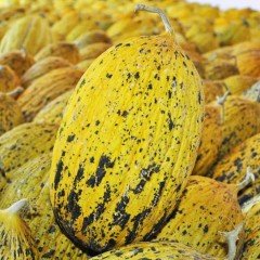 Yüksek Verimli Az90 Kırkağaç Kavun Fidesi (5 adet)