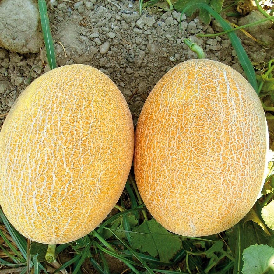 Sofra Tatlı Kavun Fidesi (5 adet)