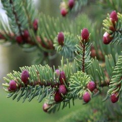 Picea Likiangensis Çin Ladini Tohumu (10 Tohum)