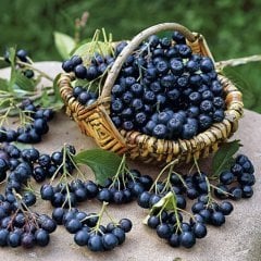 Tüplü Rus Yaban Mersini Nero Aronya (Aronia) Chokoberry Fidanı