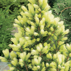 Picea Glauca Beyaz Ladin Tohumu (10 Tohum)